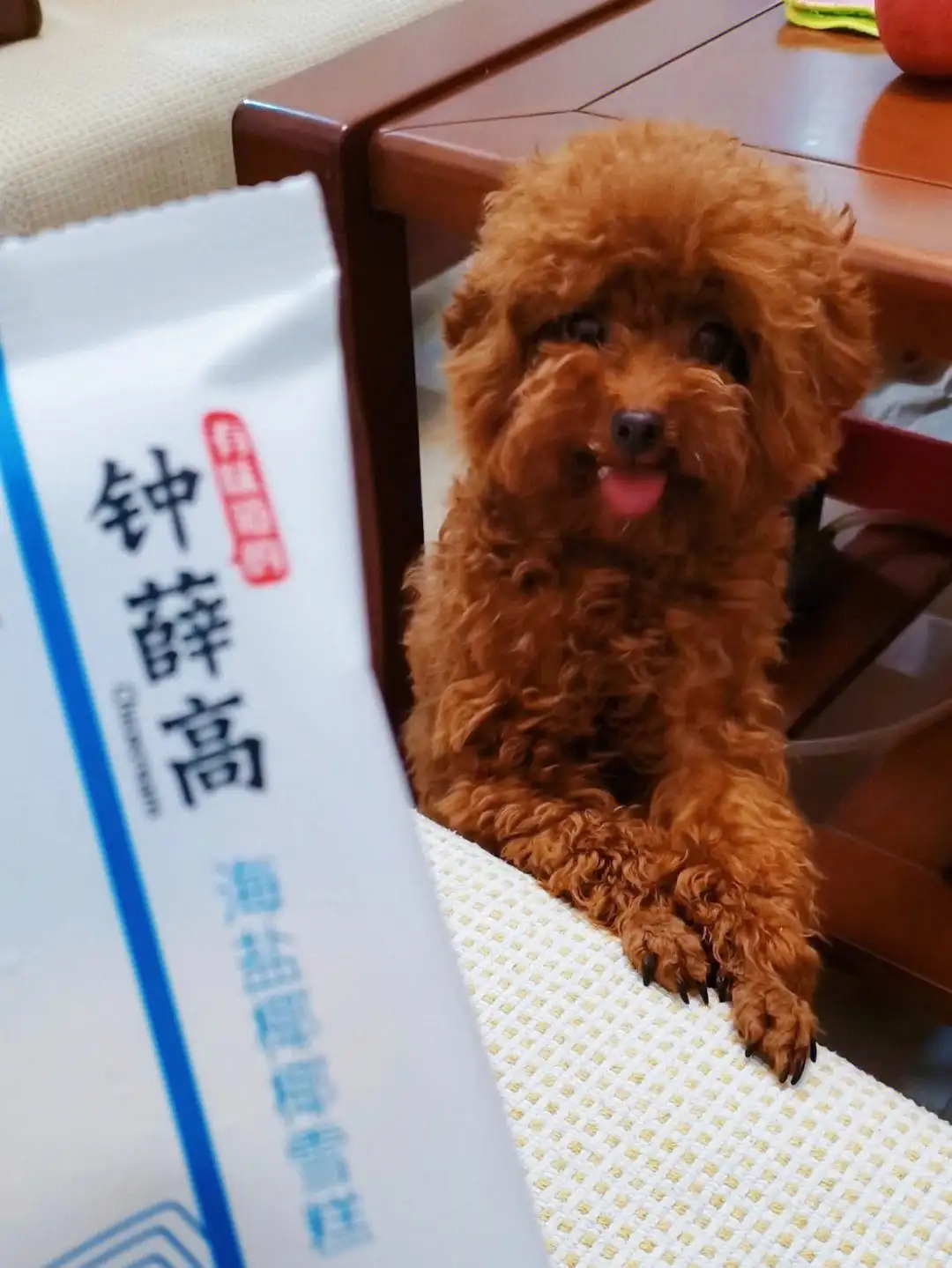 狗能吃小布丁雪糕吗(狗狗可不可以吃小布丁雪糕)