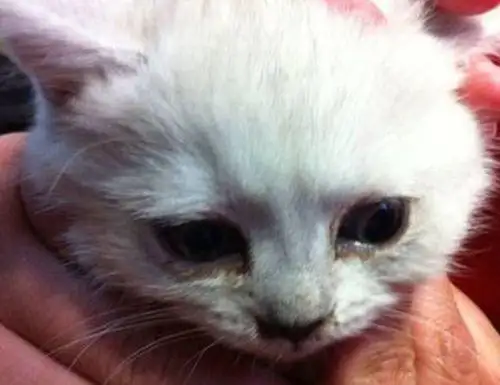 小猫咪的眼睛流泪是为什么(小猫咪的眼睛总是流泪怎么回事)