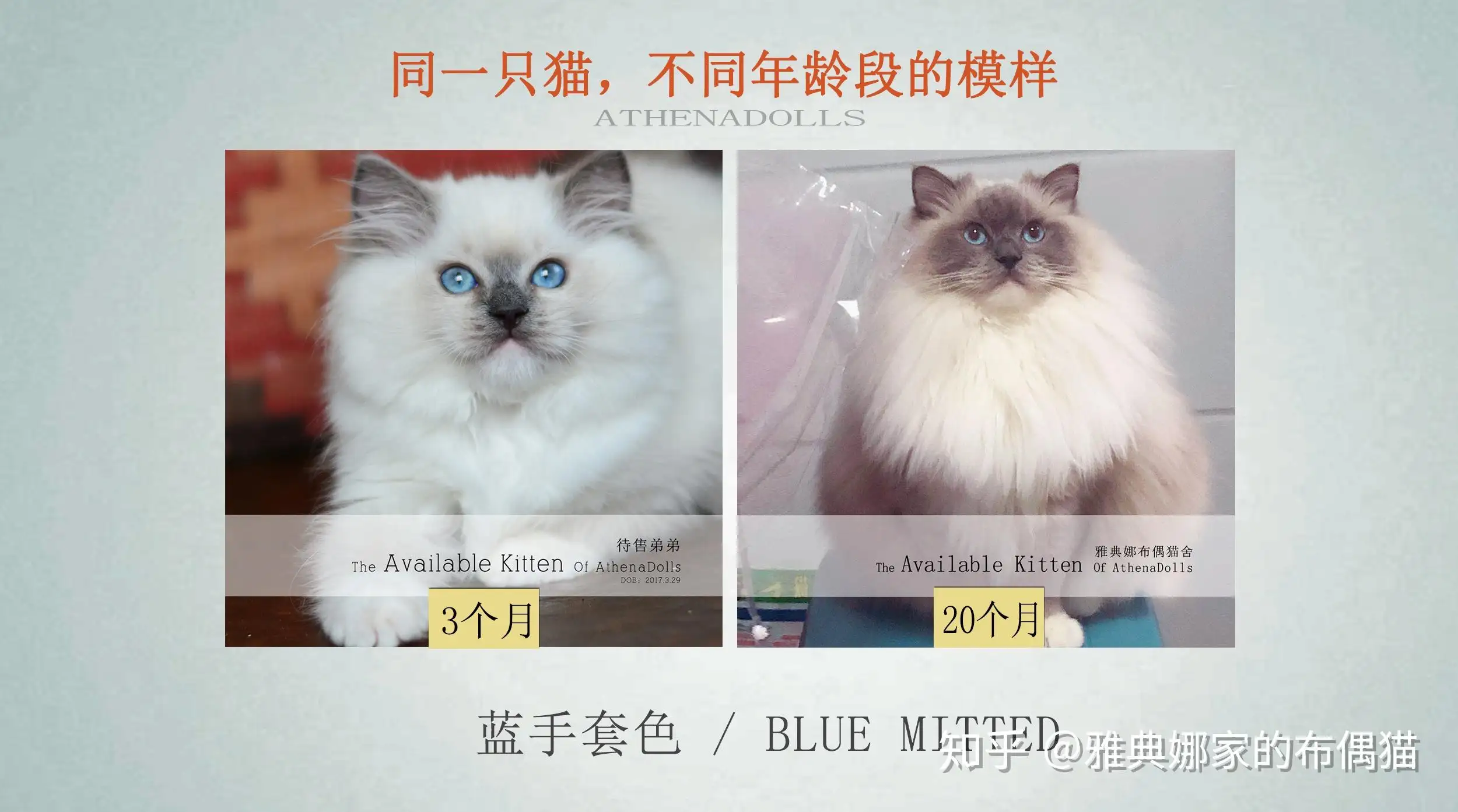 布偶猫养公猫还是母猫好(布偶猫养公猫还是母猫好养)