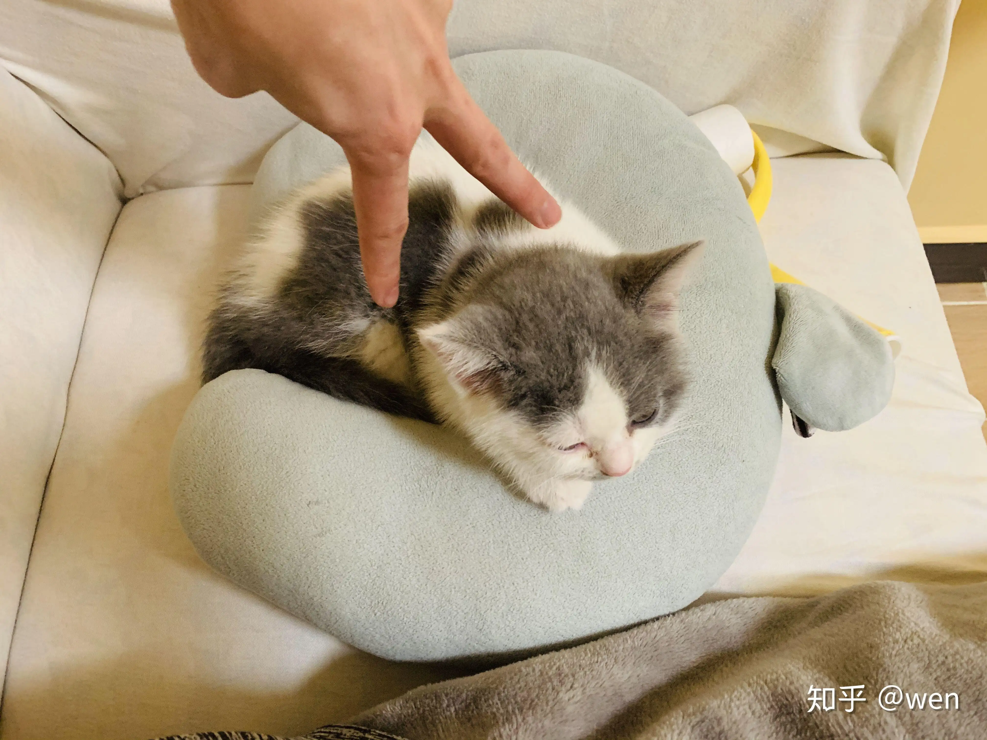 公猫母猫哪个更粘人(公猫跟母猫哪个更粘人)