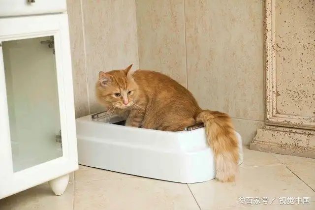 怎么看猫咪是否便秘(怎么判断猫咪是否便秘)