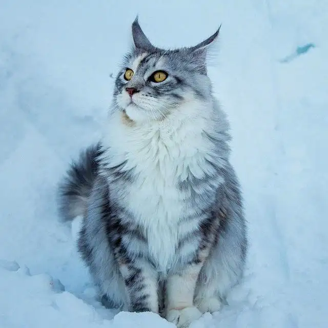 缅因猫头像高清霸气(缅因猫头像霸气冷酷戴墨镜)
