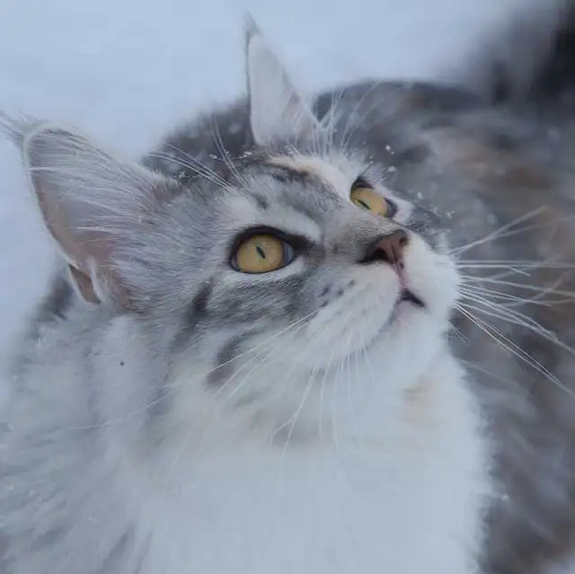 缅因猫头像高清霸气(缅因猫头像霸气冷酷戴墨镜)