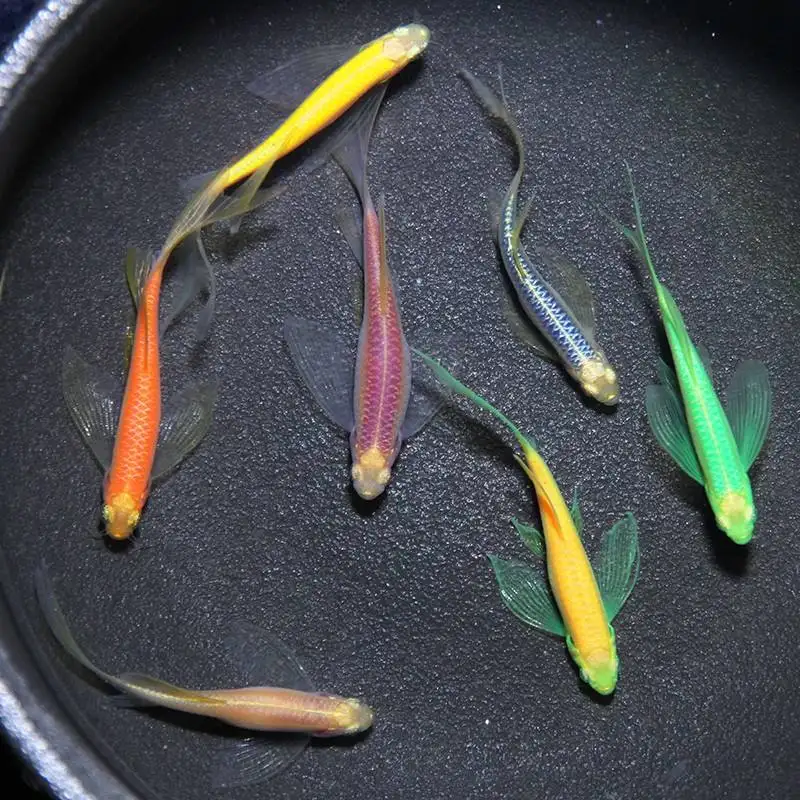 天使鱼好养还是斑马鱼好养(天使鱼和班马鱼可以一起养吗)