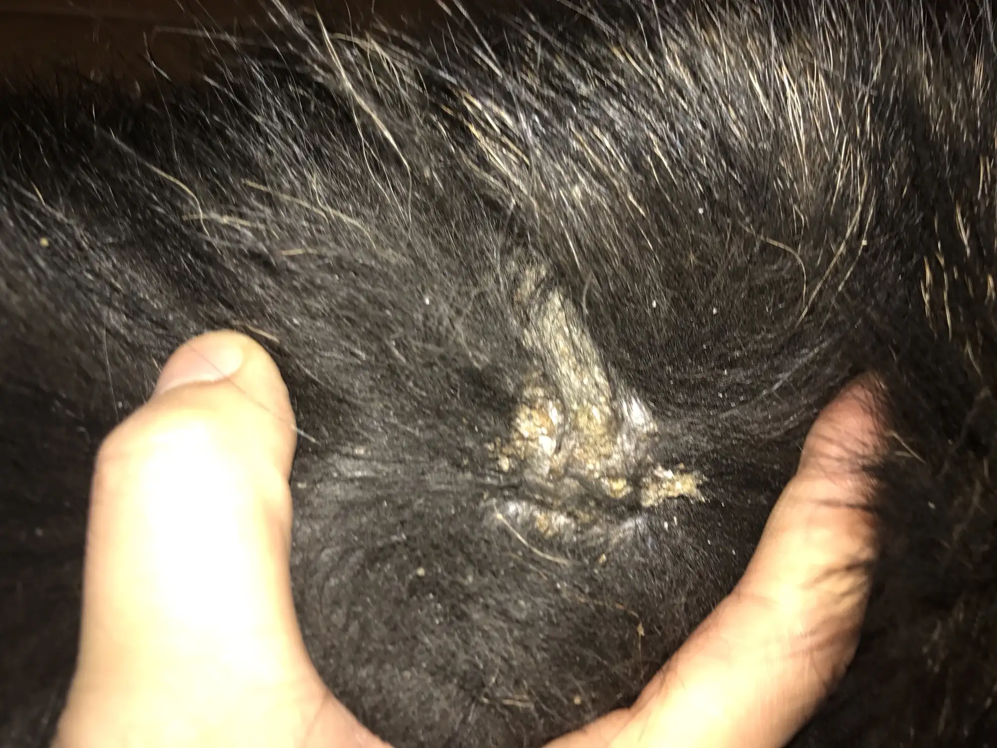 狗狗掉毛特别严重怎么办(狗狗掉毛特别严重怎么办啊)