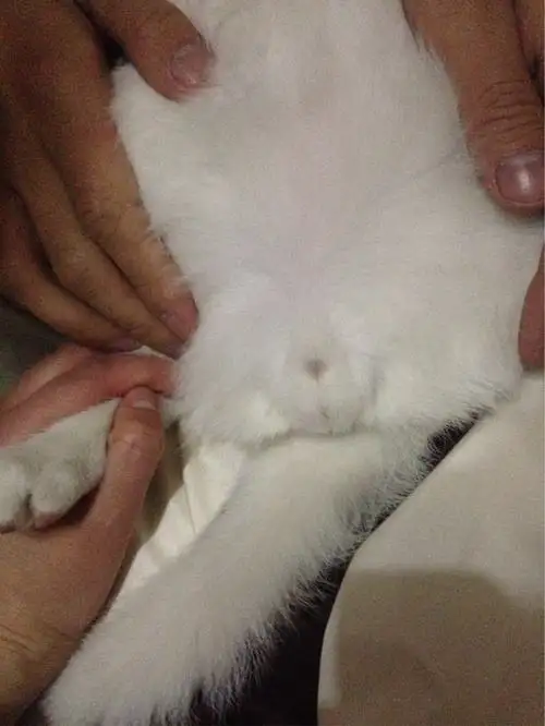 如何辨认公猫母猫(如何分辨公猫 母猫)
