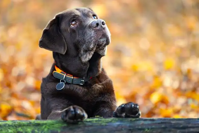 拉布拉多犬寿命能活多久(拉布拉多狗狗的寿命一般是多久)