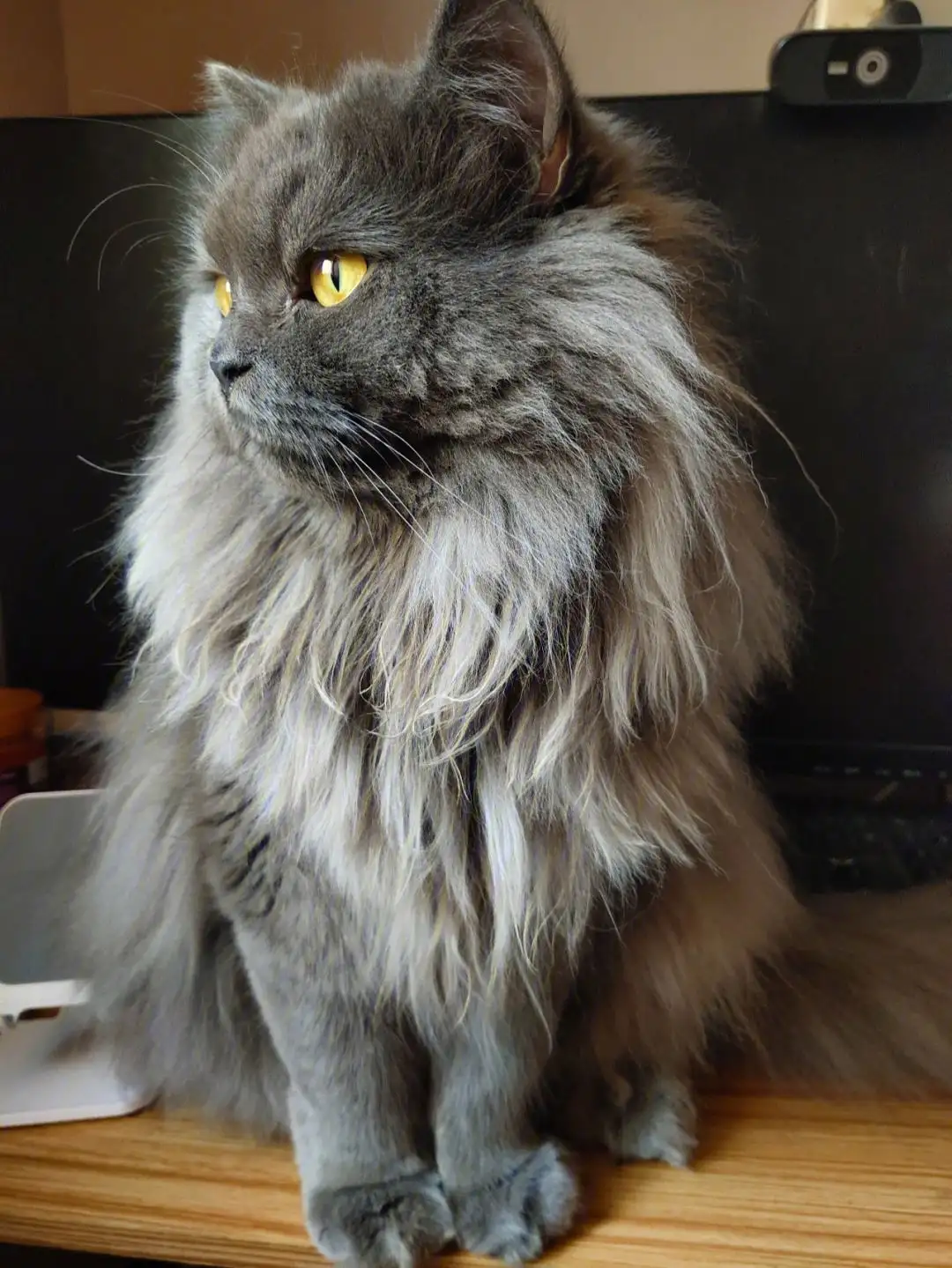 鳌拜猫多少钱一只(鳌拜猫多少钱一只幼崽)
