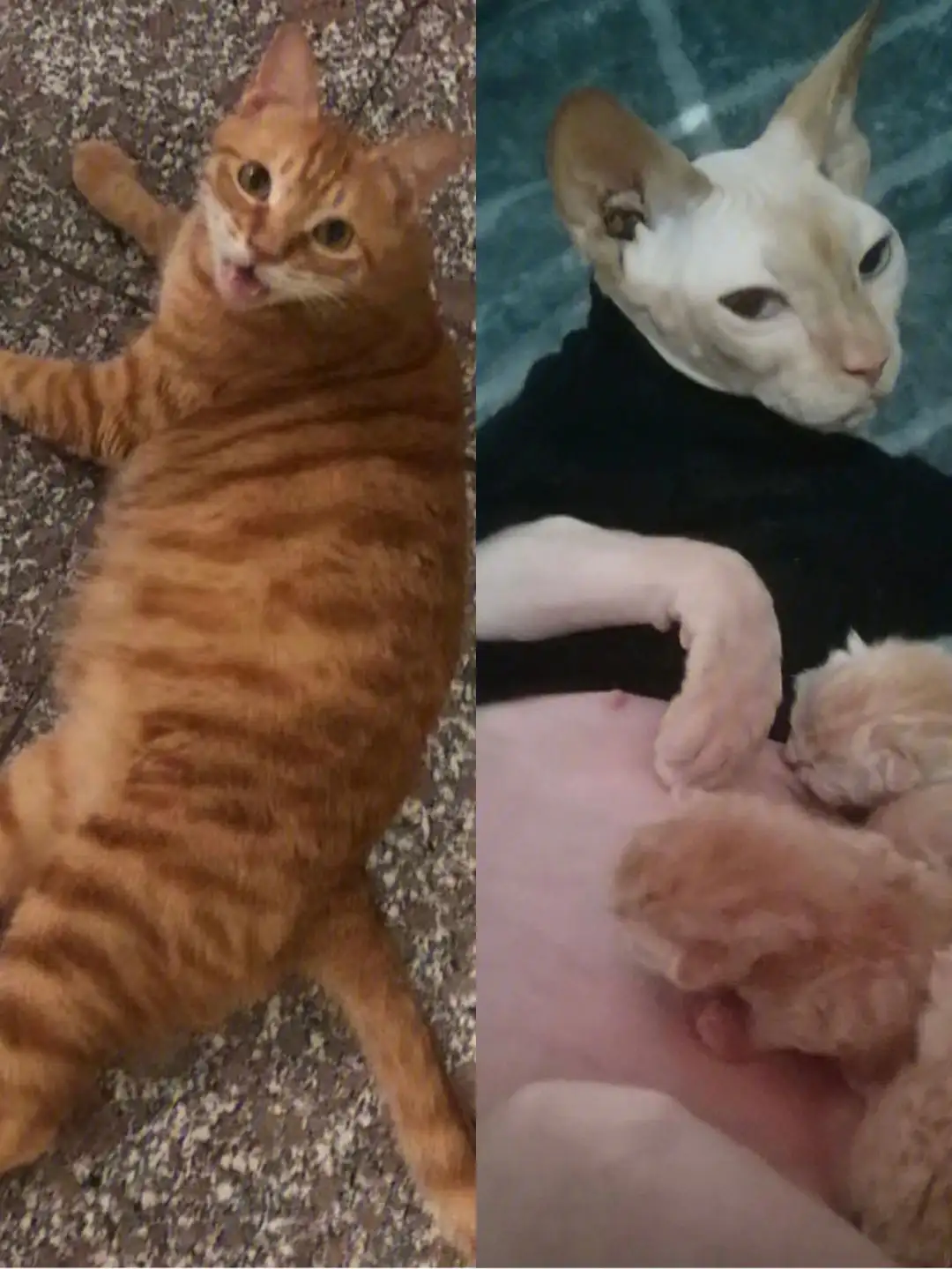 猫怀孕要多久(猫怀孕要多久才能生产出来)