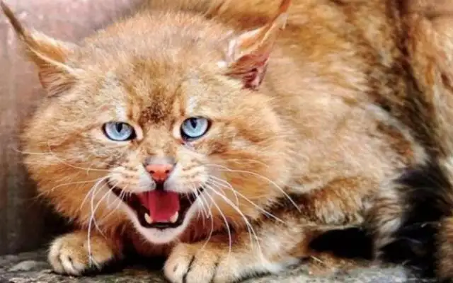 不挠人的猫品种(有没有不挠人不咬人的猫)