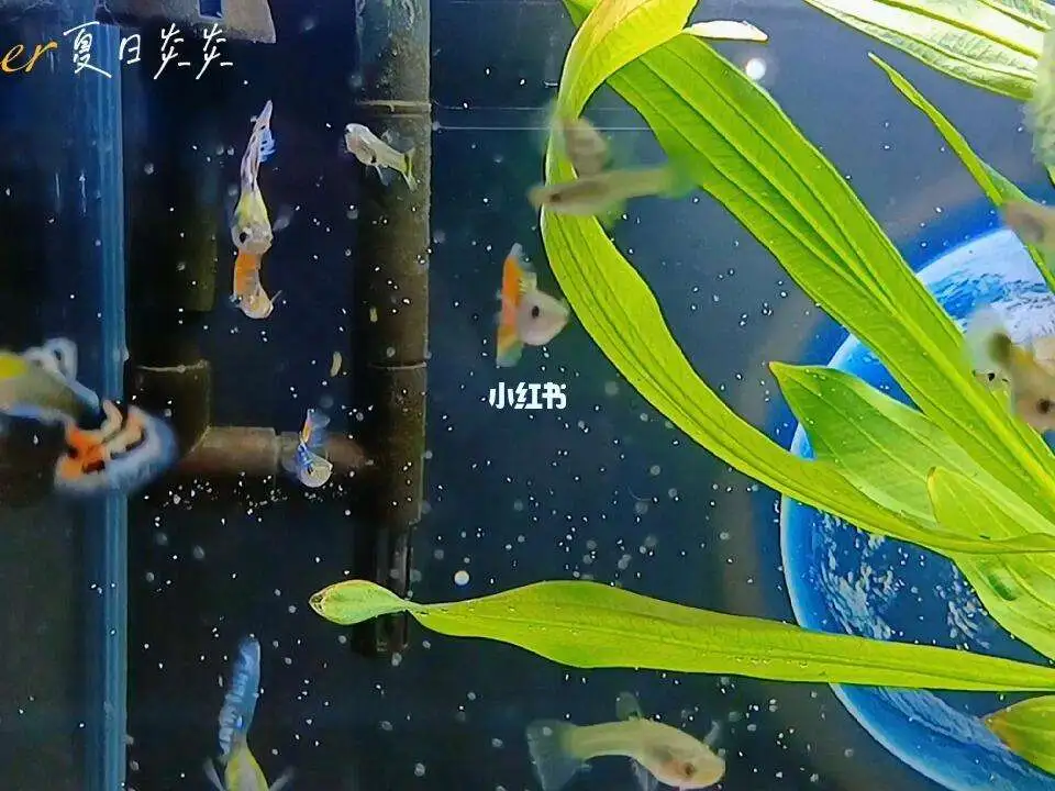 养孔雀鱼可以裸缸吗(养孔雀鱼用裸缸好还是草缸好)
