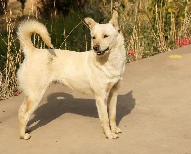 中华田园犬寿命是多少年(中华田园犬的寿命是多少岁)