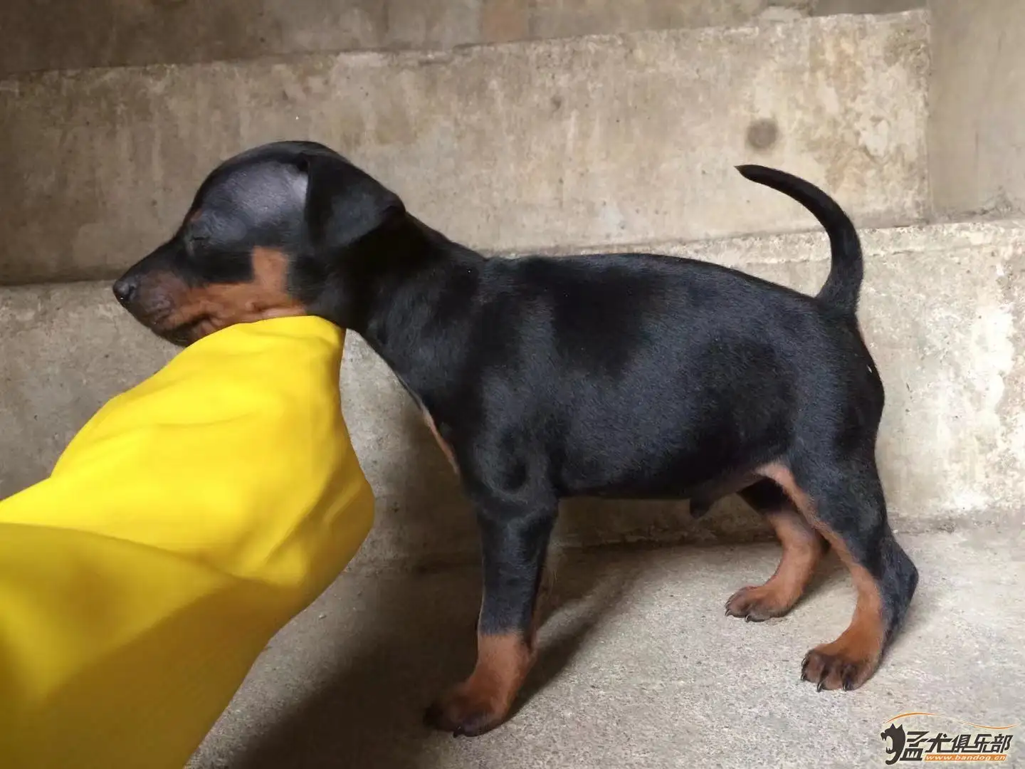 迷你杜宾犬适合东北养吗(迷你杜宾犬适合东北养吗视频)