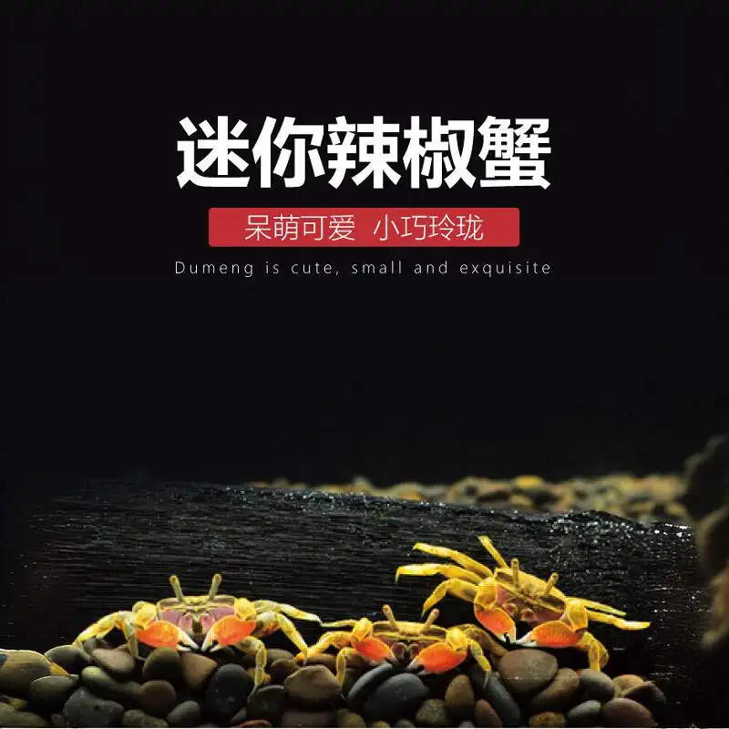 小螃蟹最喜欢吃的食物是什么(小螃蟹最喜欢吃的食物是什么呢)