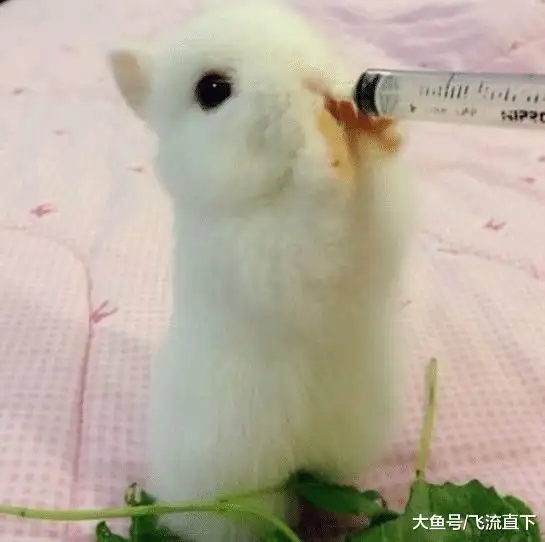兔子为啥不喝水(兔子为啥不喝水怎么回事)