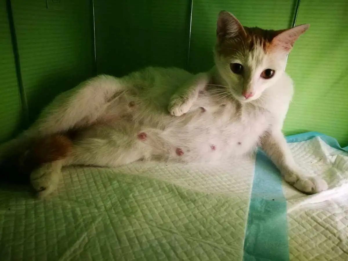 猫怀孕要多久(猫怀孕要多久才能生产出来)