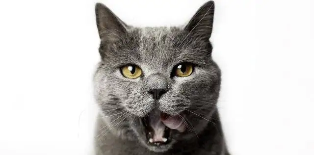 母猫几个月可以怀孕(德文母猫几个月可以怀孕)