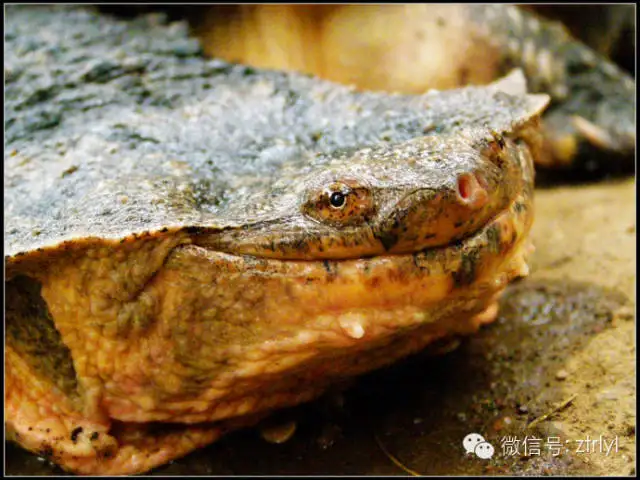 玛塔龟吃龟粮吗(玛塔龟吃什么龟粮)