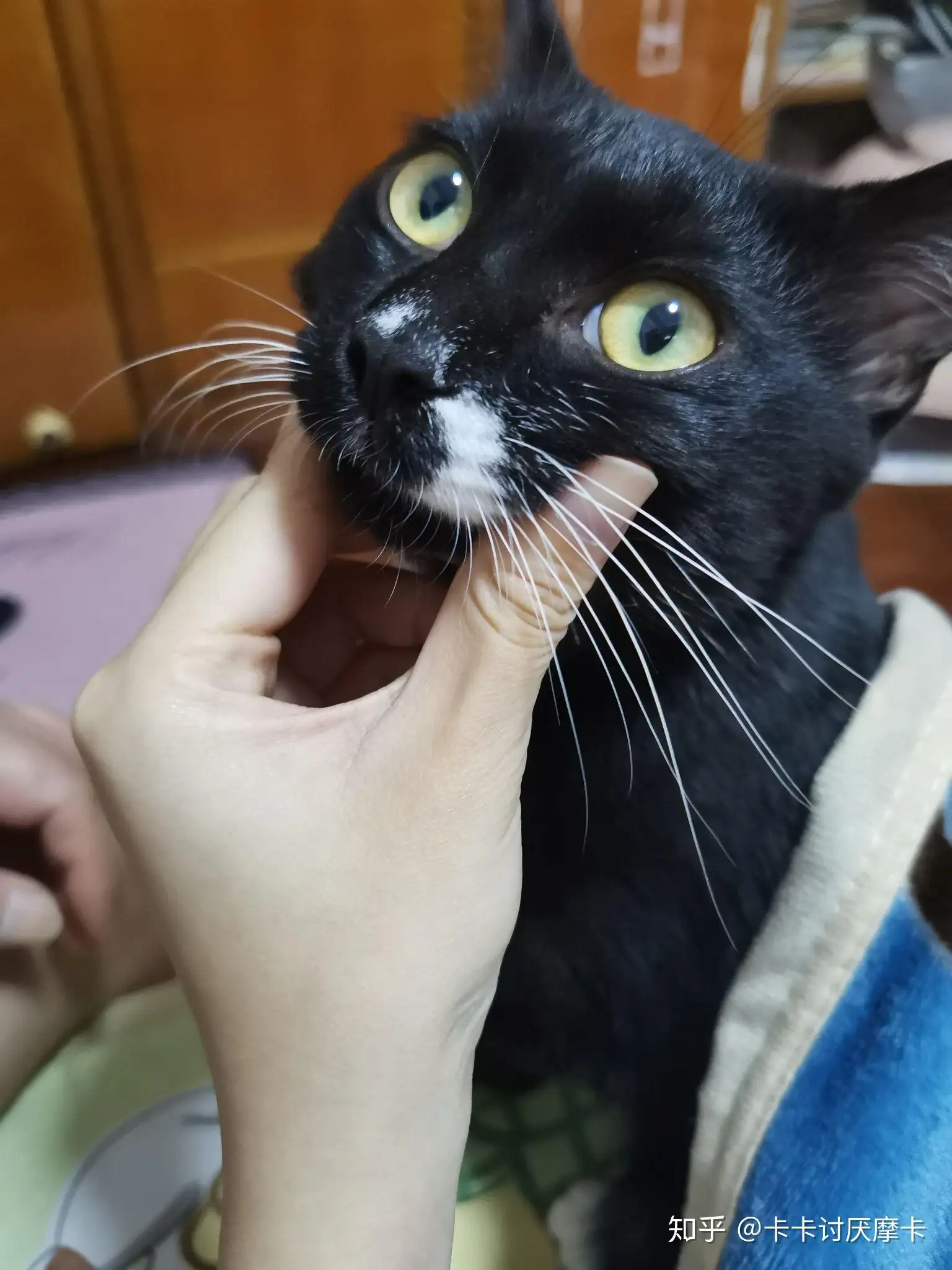 不挠人的猫品种(有没有不挠人不咬人的猫)