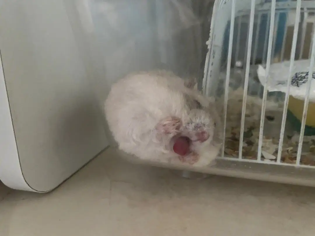 仓鼠眼睛掉了会死吗(仓鼠眼睛掉了会死吗视频)