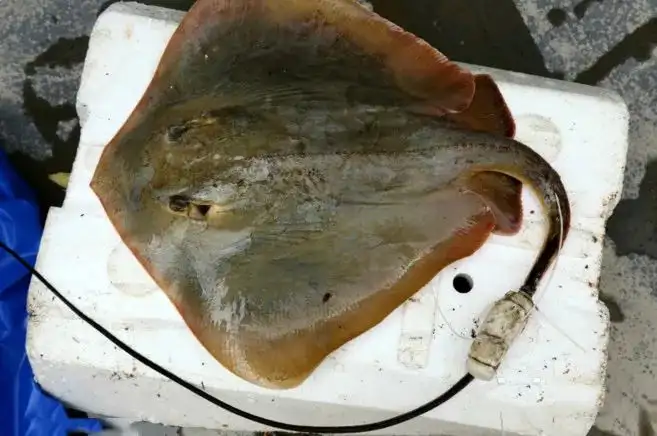 鱼尾巴的作用(鱼尾巴的作用是)