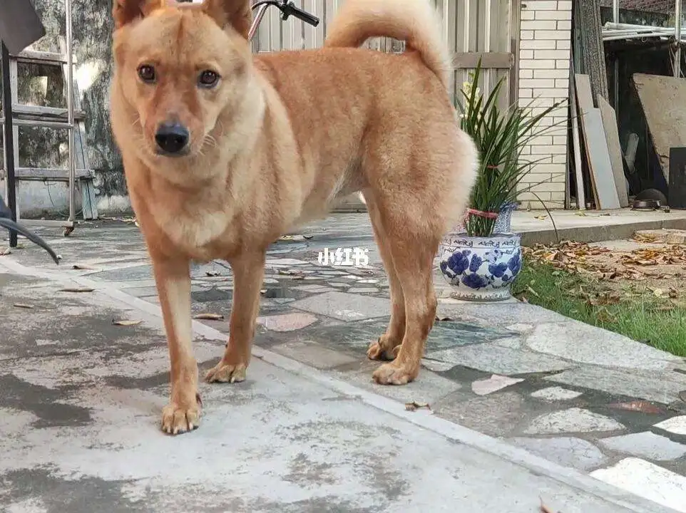中华田园犬好吗(中华田园犬的好处与坏处)