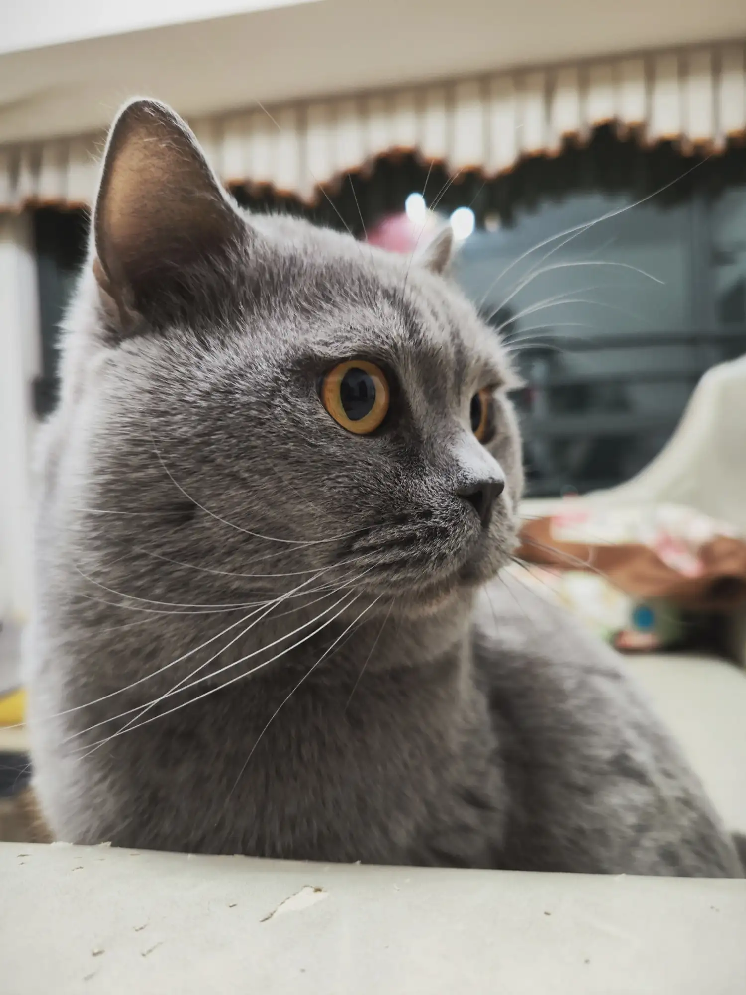 猫咪打441一针多少钱(猫咪打441一针多少钱啊)