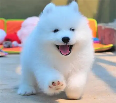 养萨摩耶犬一个月费用(养萨摩耶一个月要花多少钱)