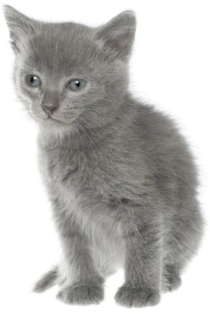 异国短毛猫灰色(异国短毛猫 灰色)