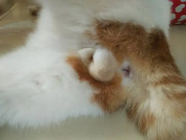 母猫与公猫的区别(母猫公猫的区别 方法)