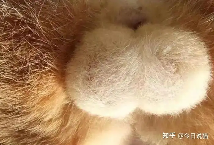 母猫与公猫的区别(母猫公猫的区别 方法)