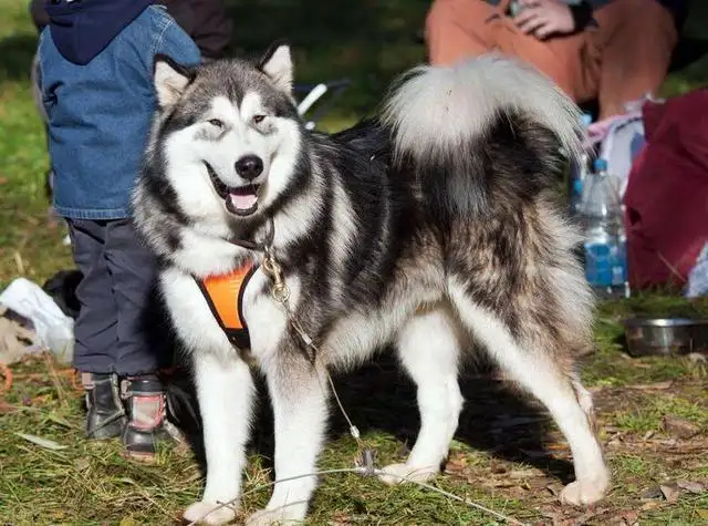 阿拉斯加犬训练(阿拉斯加犬训练大小便)