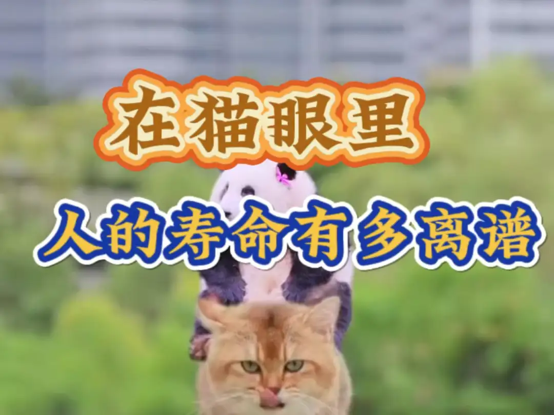 猫有多少寿命(猫有多少寿命算正常)