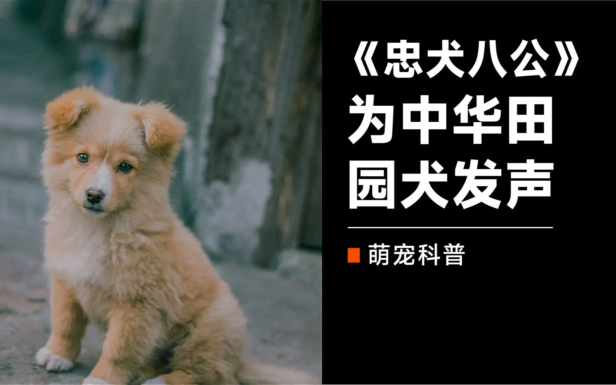 国产忠犬八公(国产忠犬八公电影简介)