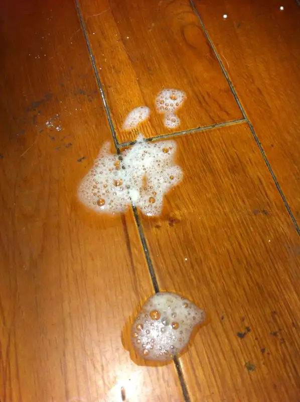 两个月猫便秘(两个月猫便秘好治疗吗)