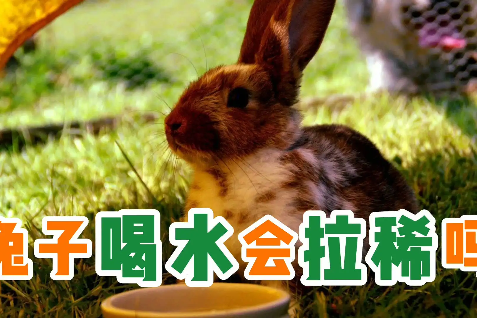 兔子还能喝水(兔子能喝水吗为什么)