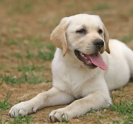 拉布拉多犬能养多大(拉布拉多犬能养到多少斤)