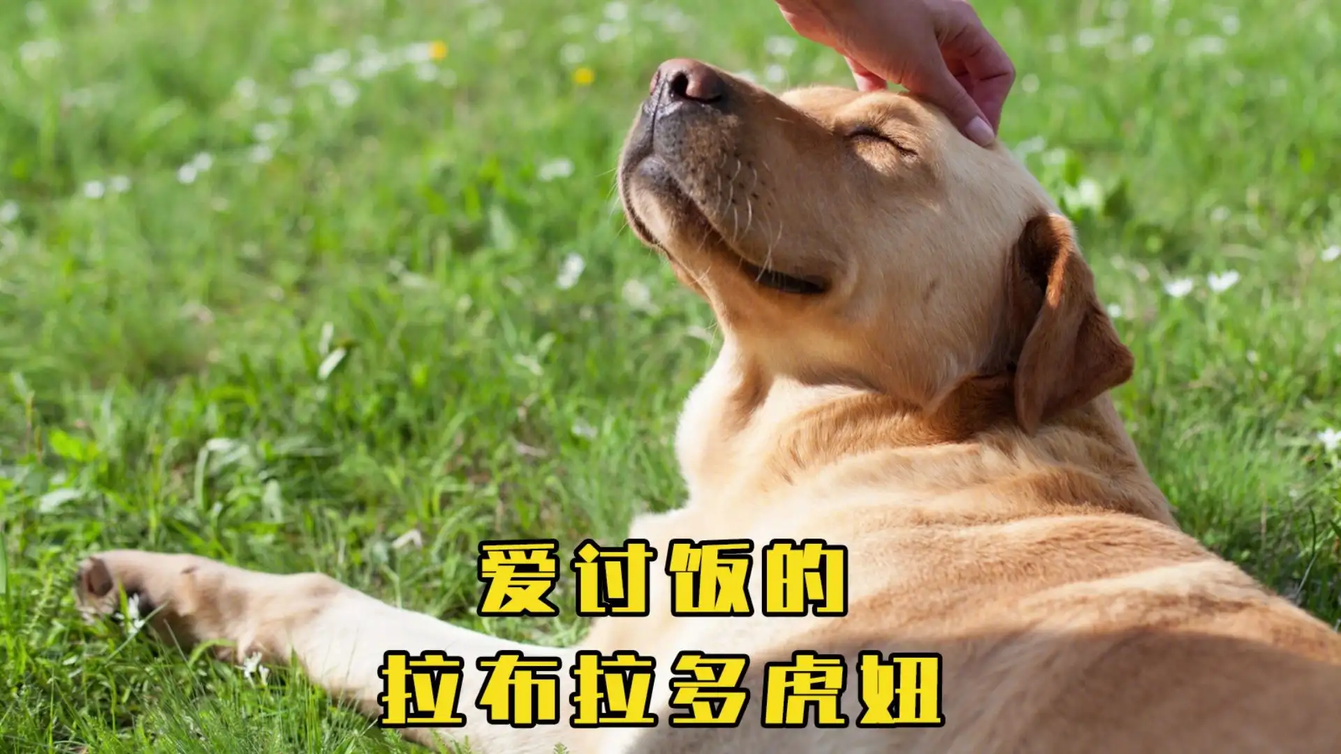 养个拉布拉多一个月多少钱(养只拉布拉多一个月要花多少钱)