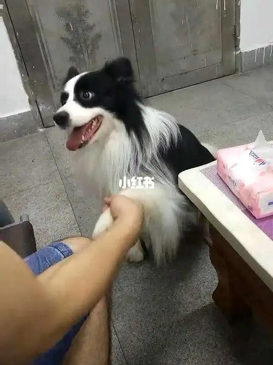 边牧不好养(边牧是不是不好养)