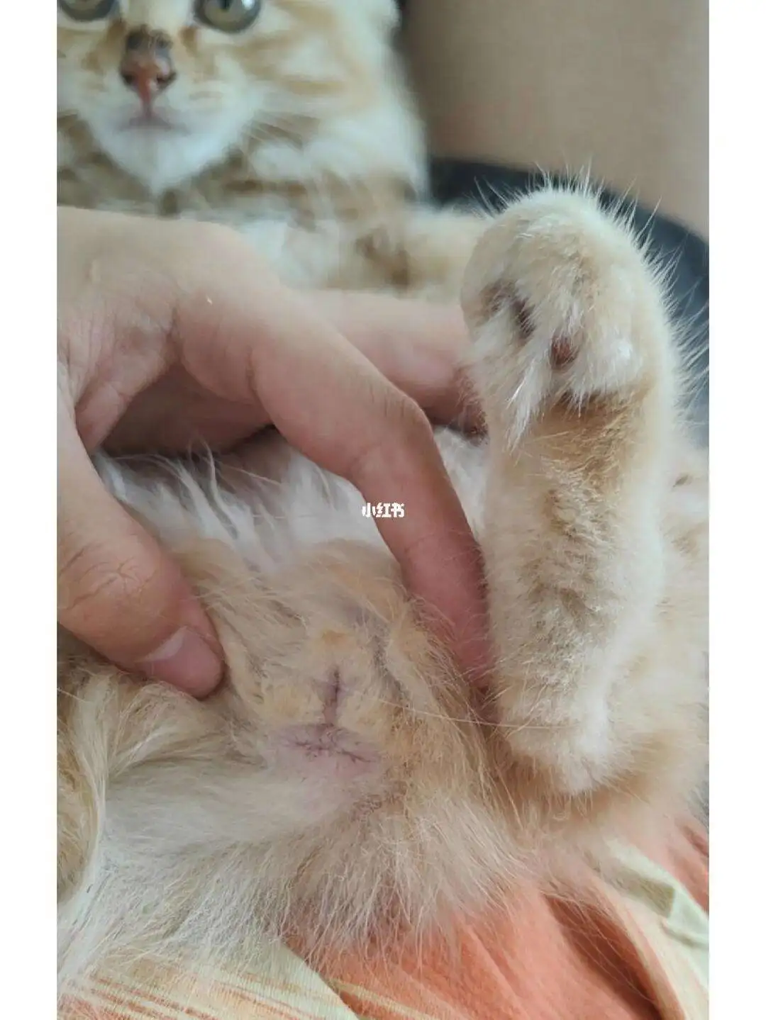 如何辨认公猫母猫(如何分辨公猫 母猫)