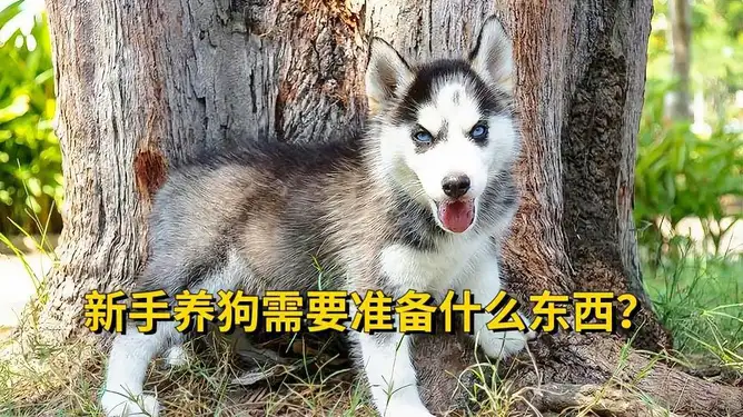 要狗(要狗吗是什么意思梗)