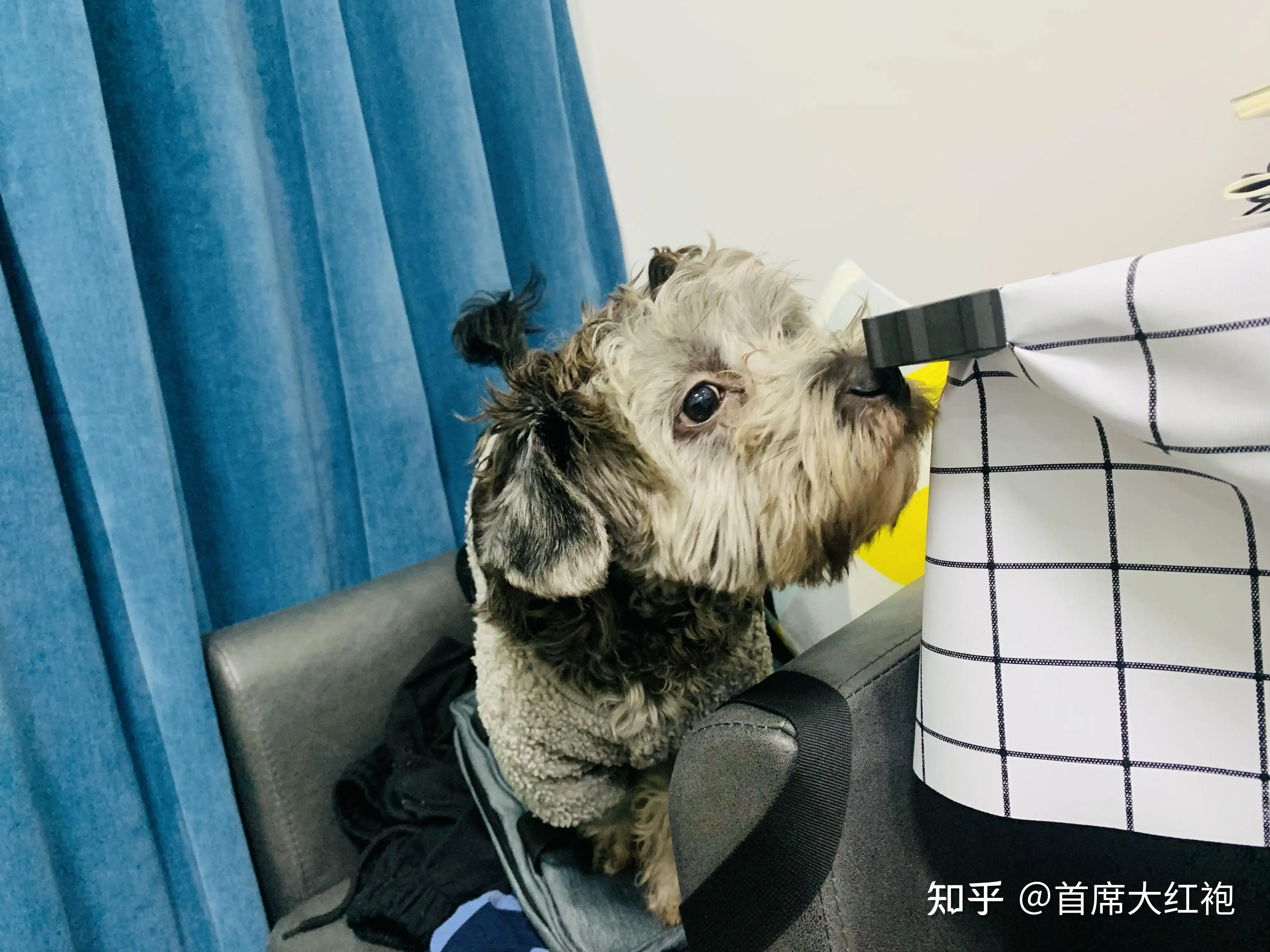 博美雪纳瑞哪个好养(博美和雪纳瑞哪个智商高)