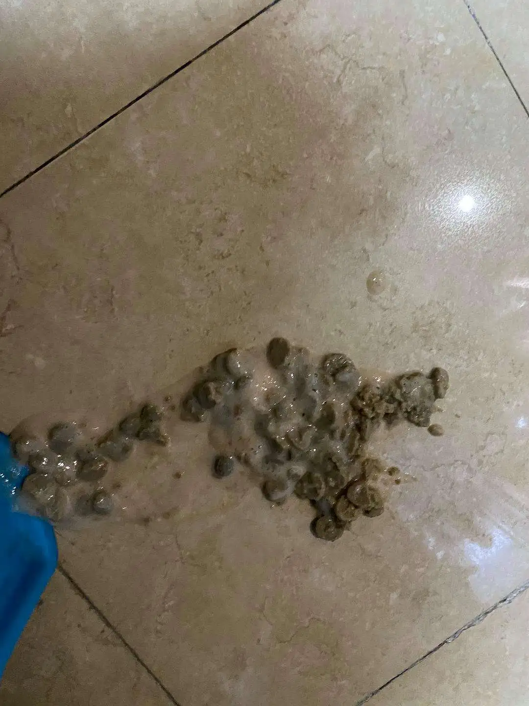 猫咪吃打虫药后呕吐(猫咪吃打虫药后呕吐怎么回事)