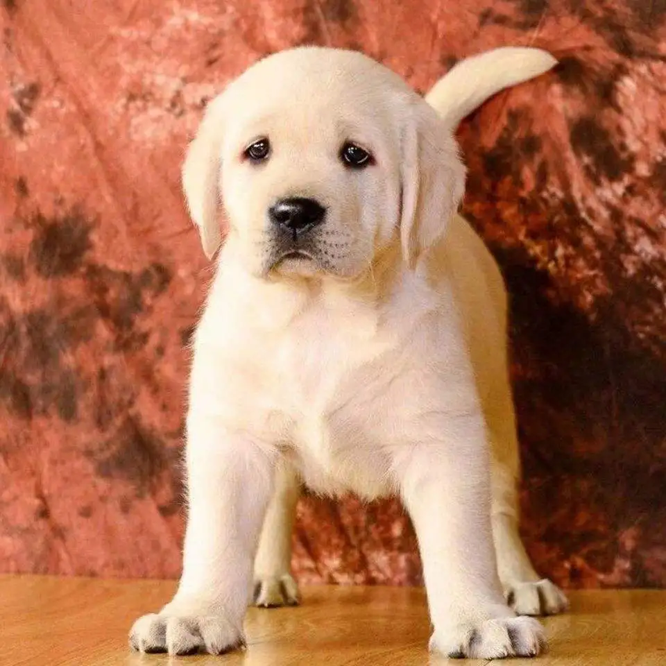 拉布拉多犬幼犬一般多少钱(拉布拉多幼犬价格一般多少钱)