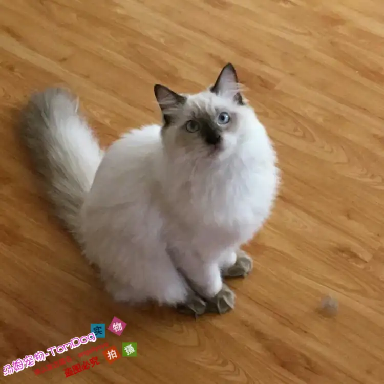 重点色海豹布偶猫(重点色布偶和海豹双色布偶配)