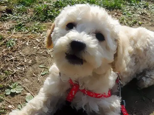 比熊犬和泰迪杂交犬(比熊犬和泰迪杂交犬的区别)