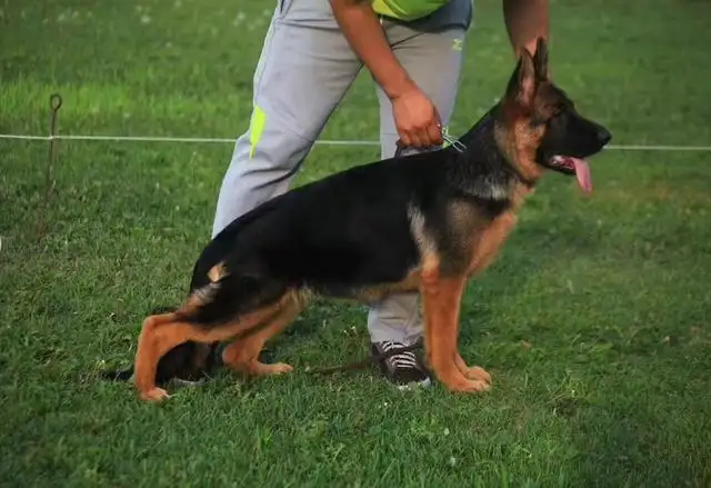 一只德牧犬纯种多少钱(一只德牧犬纯种多少钱人民币)