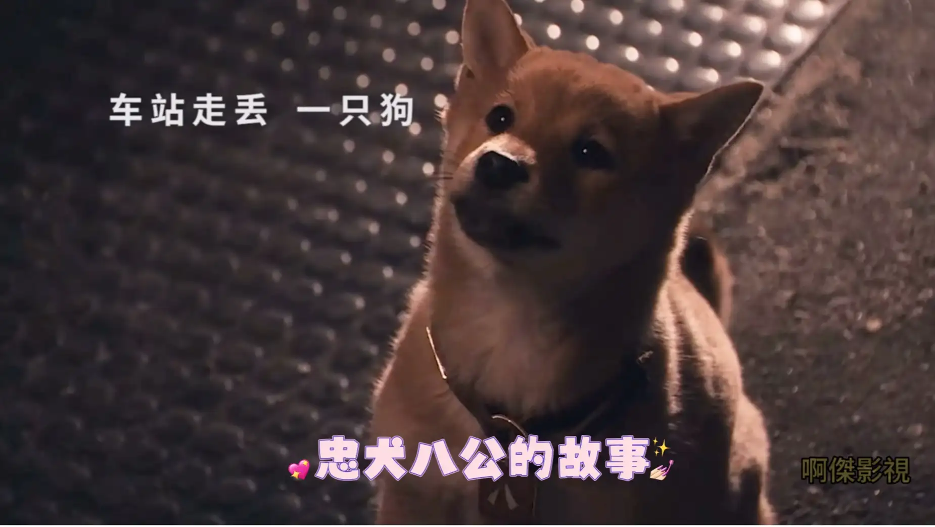 忠犬八公的故事获奖(忠犬八公的故事获奖了吗)