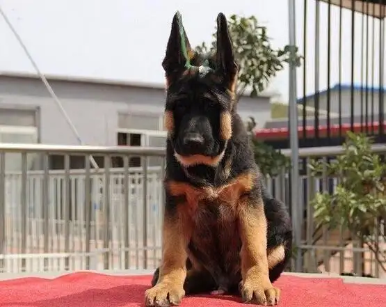 一只德牧犬纯种多少钱(一只德牧犬纯种多少钱人民币)