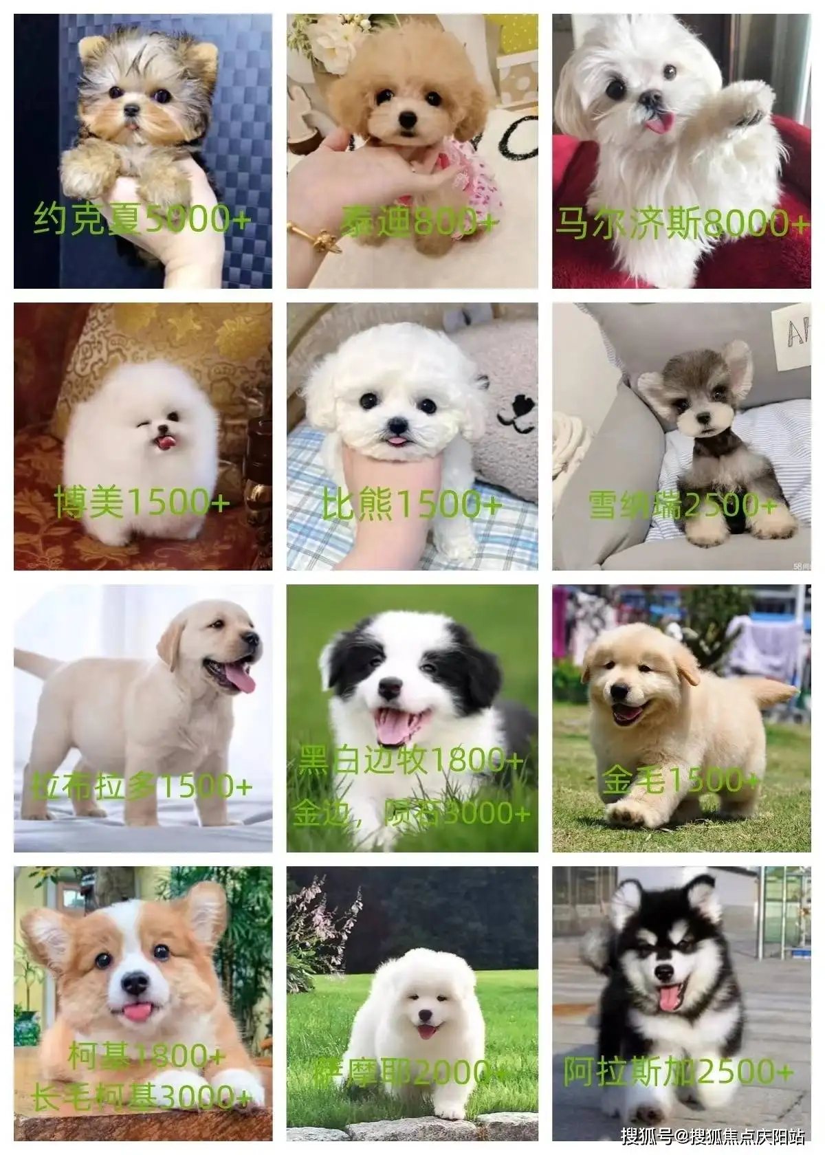 纯种小比熊犬多少钱(纯种比熊犬多少钱一只)